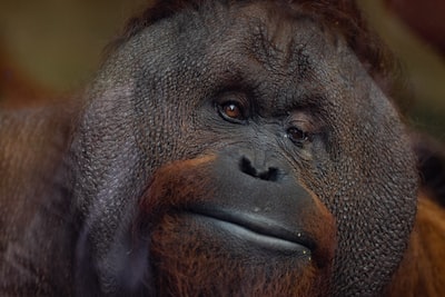 黑色大猩猩的选择性聚焦摄影